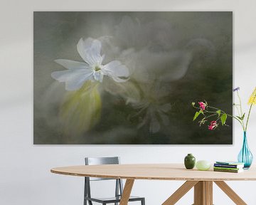 Evening cuckoo flower in white with soft tinted background - fine art photo painting by Marianne van der Zee