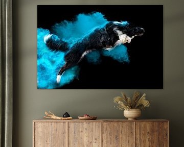 Border collie in Colors Powder