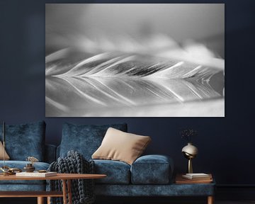 grey feather