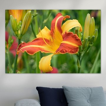 Lis de jour, Hemerocallis