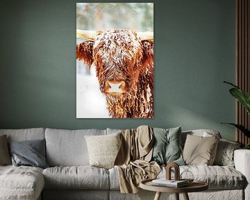 Scottish Highlander cattle in the snow during winter by Sjoerd van der Wal Photography