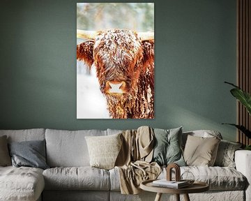 Schotse Hooglanders in de sneeuw tijdens de winter van Sjoerd van der Wal Fotografie