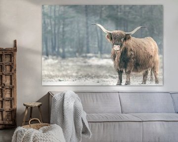 Portret van een Schotse Hoogland koe in de sneeuw