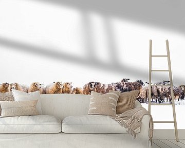 Sheep in a snow covered meadow in a winter landscape by Sjoerd van der Wal Photography