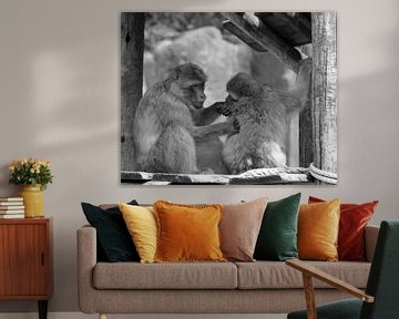 Macaques de Barbarie en noir et blanc sur Jose Lok