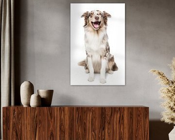 Lustiger australischer Schäferhund mit einem breiten Lächeln auf der Schnauze von Leoniek van der Vliet