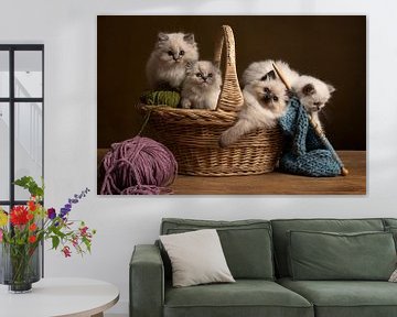 Vier Ragdoll cats kittens in een mandje wol van Leoniek van der Vliet