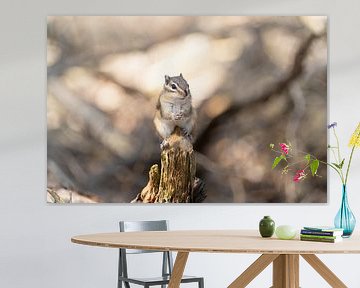 Siberian grondeekhoorn (Eutamias sibiricus) in een bos op een boomstam van Leoniek van der Vliet