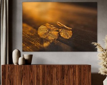 Fragile petal in golden sunlight by Mayra Fotografie