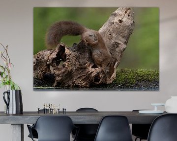 Europese rode eekhoorn - Sciurus vulgaris - drinkend op een boomstam van Leoniek van der Vliet