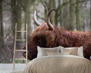 Schottischer Highlander