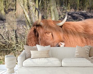 Schottischer Highlander