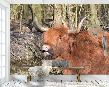 Schottischer Highlander