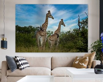 Giraffen in Zuid-Afrika