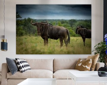 Wildebeest in Zuid-Afrika van Paula Romein
