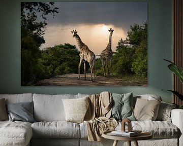 Giraffen in Südafrika von Paula Romein