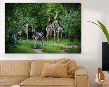 Giraffen en zebra's in Zuid-Afrika van Paula Romein