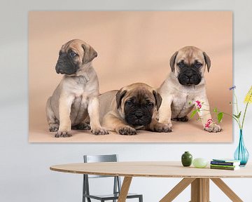 Drie bull mastiff hond pups op een beige achtergrond van Leoniek van der Vliet