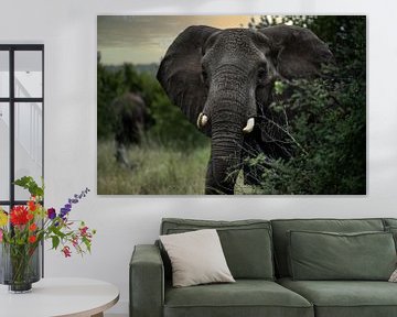 Olifant in Zuid-Afrika van Paula Romein