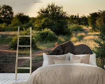 Young elephant in South Africa by Paula Romein