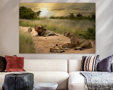 Roaring lions in South Africa by Paula Romein