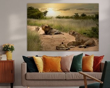 Brullende leeuwen in Zuid-Afrika van Paula Romein