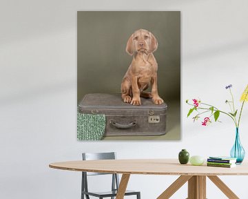 Draadhaar Vizsla, Hongaarse Pointer,  puppy zittend op koffer van Leoniek van der Vliet