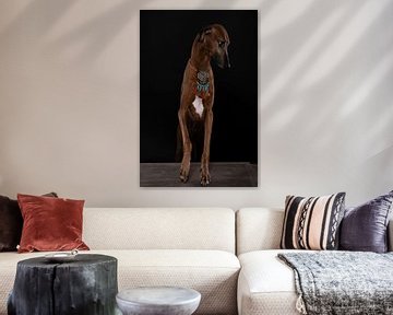 Azawakh hond met halsketting tegen zwarte achtergrond van Leoniek van der Vliet