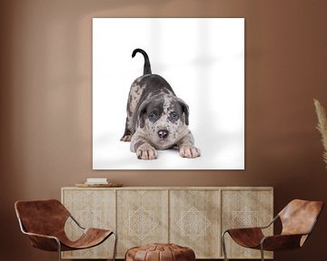 American Bully bulldog pup spelend in een witte achtergrond van Leoniek van der Vliet