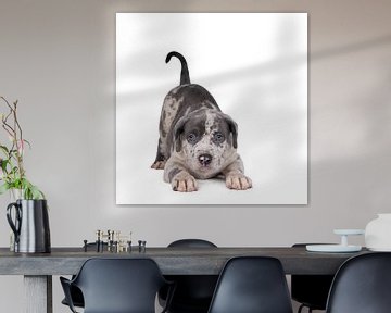 American Bully bulldog puppy playing in a white background by Leoniek van der Vliet