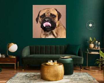 Kopf eines Bullmastiff-Hundes mit herausgestreckter Zunge auf beigem Hintergrund von Leoniek van der Vliet