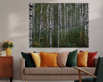 Birch forest in Sweden by Antoon Loomans