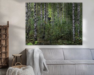 Young birch trees in Swedish forest by Antoon Loomans