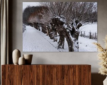 Reihe kahler Pollard-Weiden, die im Winter mit Schnee bedeckt sind von Werner Lerooy