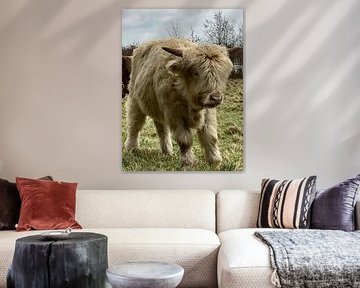 Baby White Scottish Highlander calf