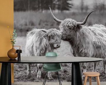 Schottische Hochländer Mutter und Kind