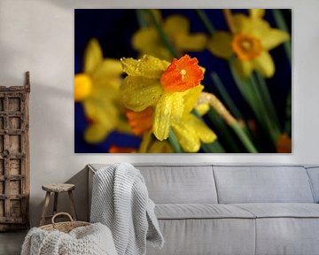 spring! the daffodil blooms by foto by rob spruit