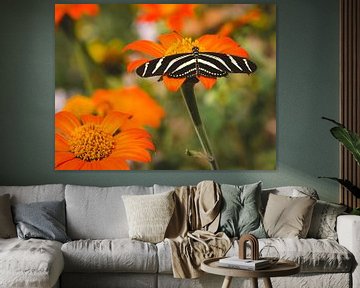 Zebra-Schmetterling auf einer Blume (Passionsblumen-Schmetterling), weicher Hintergrund