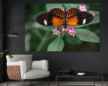 Macrofoto van een passiebloem (tropische) vlinder op zacht achtergrond