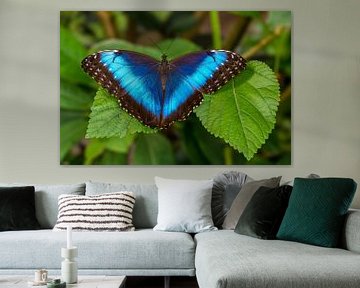 Blauwe azuurvlinder op groene bladeren (Passiebloemvlinder), zacht achtergrond van Jolanda Aalbers