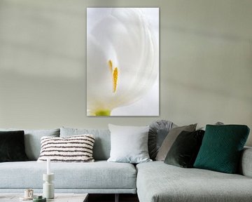 Witte tulp van Mariëro Fotografie