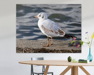 Young seagull on water