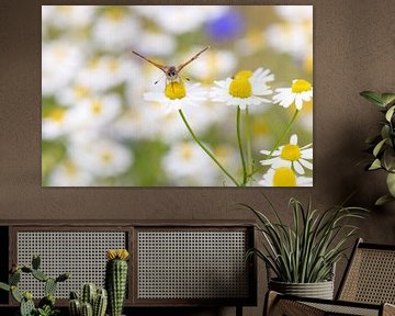 Glühwürmchen auf einem Gänseblümchen, weicher Hintergrund von Jolanda Aalbers