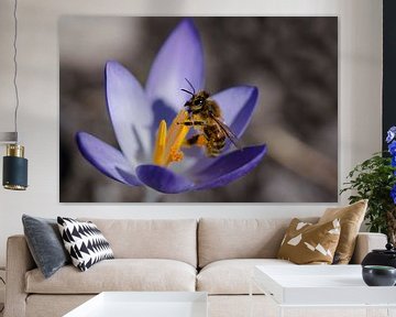 Bee on crocus by Ulrike Leone