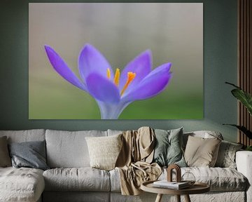 Fleur printanière de crocus lilas en gros plan sur John van de Gazelle