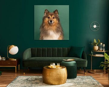 Shetland sheepdog portret kijkt naar camera groene achtergrond van Leoniek van der Vliet
