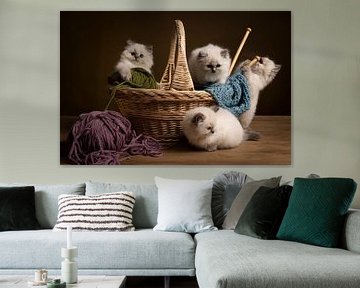 Nestje ragdoll kittens spelend in een breimand van Leoniek van der Vliet