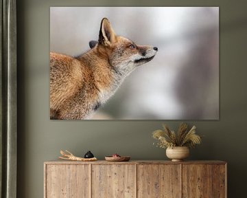 Head of fox on soft light background by Jolanda Aalbers