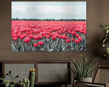 Hollands tulpenveld met roze tulpen in Drenthe van Denise Tiggelman
