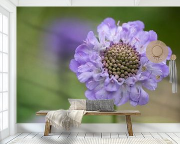 Duifkruid of Scabiosa van Mel van Schayk